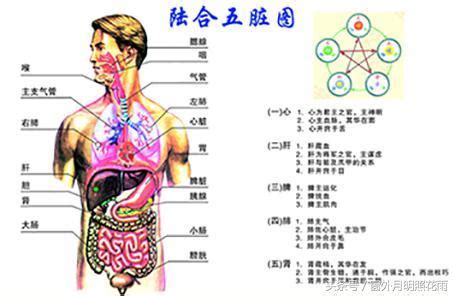 五臟位置|科普：人體內結構五臟六腑分布圖